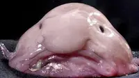 Pink, Berlendir, dan `Muram`, Ikan Ini Hewan Terjelek di Dunia