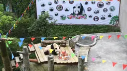 Panda raksasa Xinxing menikmati kue ulang tahun spesialnya di Kebun Binatang Chongqing di Kota Chongqing, China pada 16 Agustus 2020. "Nenek panda" yang menjadi bintang di kebun binatang itu pada Minggu (16/8) berulang tahun ke-38, atau setara usia 110-150 tahun pada manusia. (Xinhua/Tang Yi)