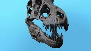 ilustrasi fosil dinosaurus by unsplash