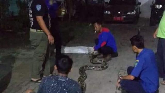 Ular Piton kerap muncul dan meresahkan warga di sejumlah daerah di Kabupaten Blora, Jawa Tengah (Liputan6.com/Ahmad Adirin)