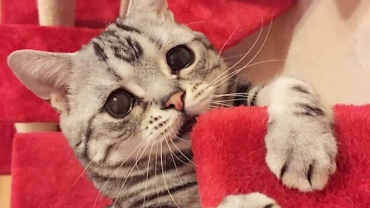 [Bintang] Jadi Favorit Masyarakat Dunia, Ini 6 Potret Kucing Muka Sedih