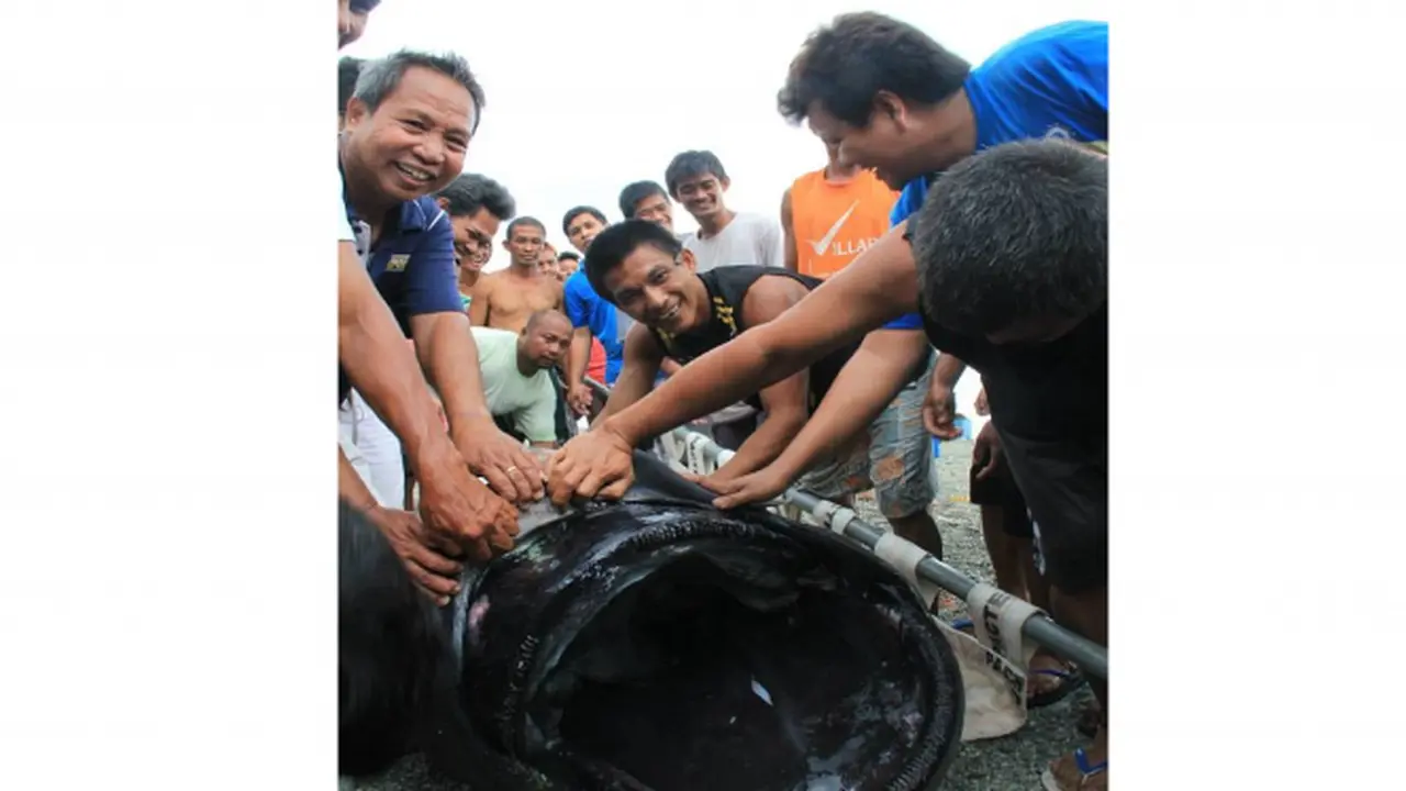 Ikan Hiu Aneh Tak Bergigi 