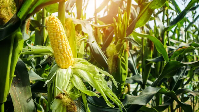 Perhatikan pertumbuhan jagung