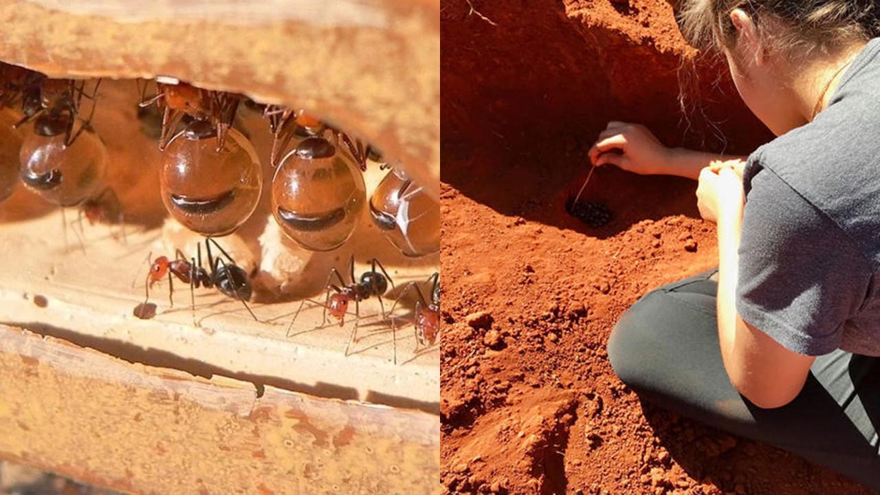 Semut Honeypot Penghasil Madu