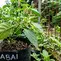 Cara Menghilangkan Kutu Daun Cabe agar Tanaman Kembali Sehat dan Subur