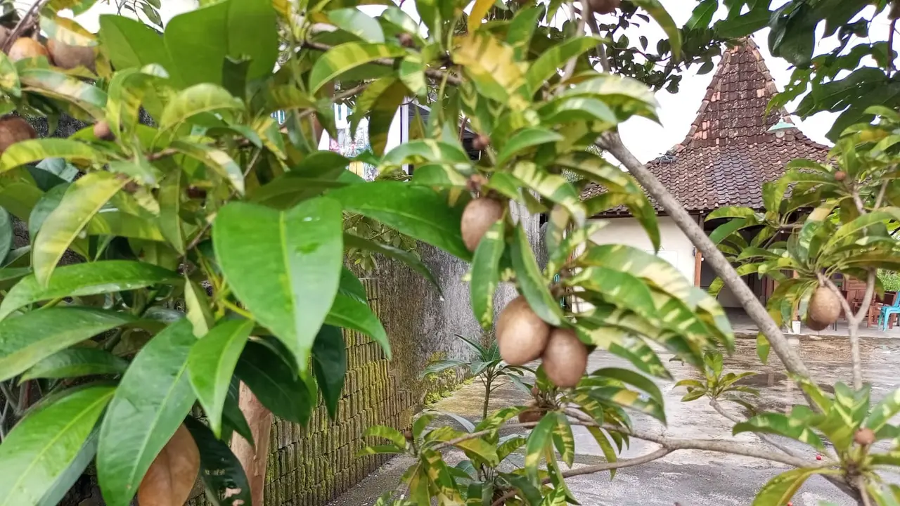 Budidaya Tabulampot Berbuah Lebat