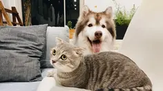 Mau Pelihara Kucing atau Anjing? Kenali Dulu Perbedaan Karakter Masing-Masing