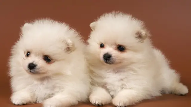 8 Langkah Menyambut Anjing Peliharaan
