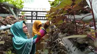 Suasana warga sedang merawat tanaman hidroponik (Liputan6,com/Mohamad Fahrul)