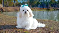 White dog names that your pup will wear with pride. (Photo: Gilson Gomes/Unsplash)