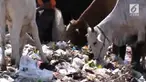 Inilah sapi-sapi pemakan sampah di kawasan Tempat Pembuangan Akhir (TPA) Putri Cempo, Solo.