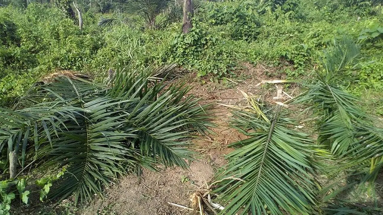 Kebun sawit rusak diamuk gajah