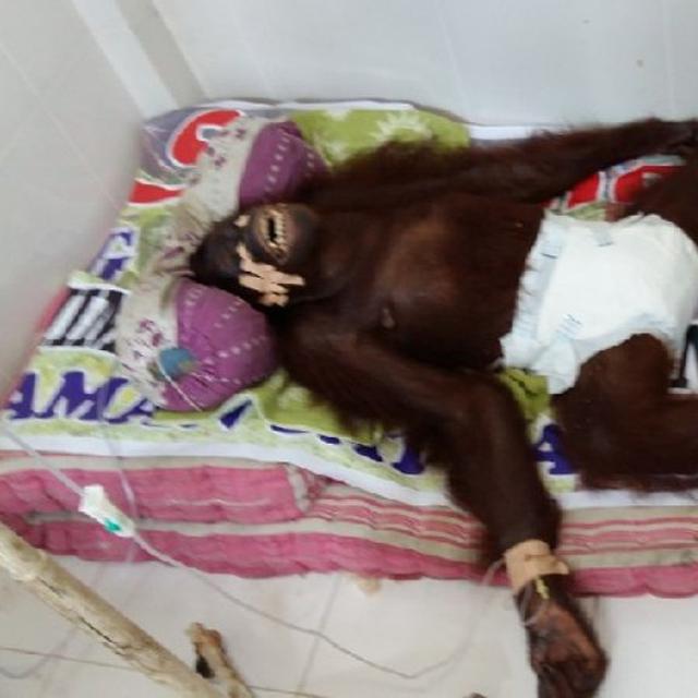 Berbeda Dengan Pony Orangutan Sari Tewas Setelah Diperkosa Lifestyle Fimela Com