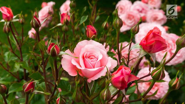 5 Cara Merawat Bunga Mawar Agar Tidak Layu Mudah Dipraktikkan Hot Liputan6 Com