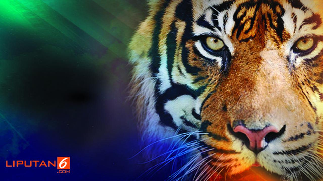 banner grafis Harimau Bonita