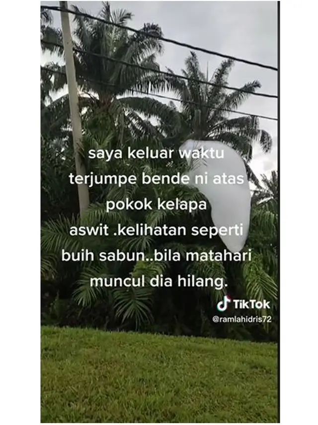 Viral Benda Putih Menempel di Pohon Palem Mirip Awan, Netizen: Milik Son Goku