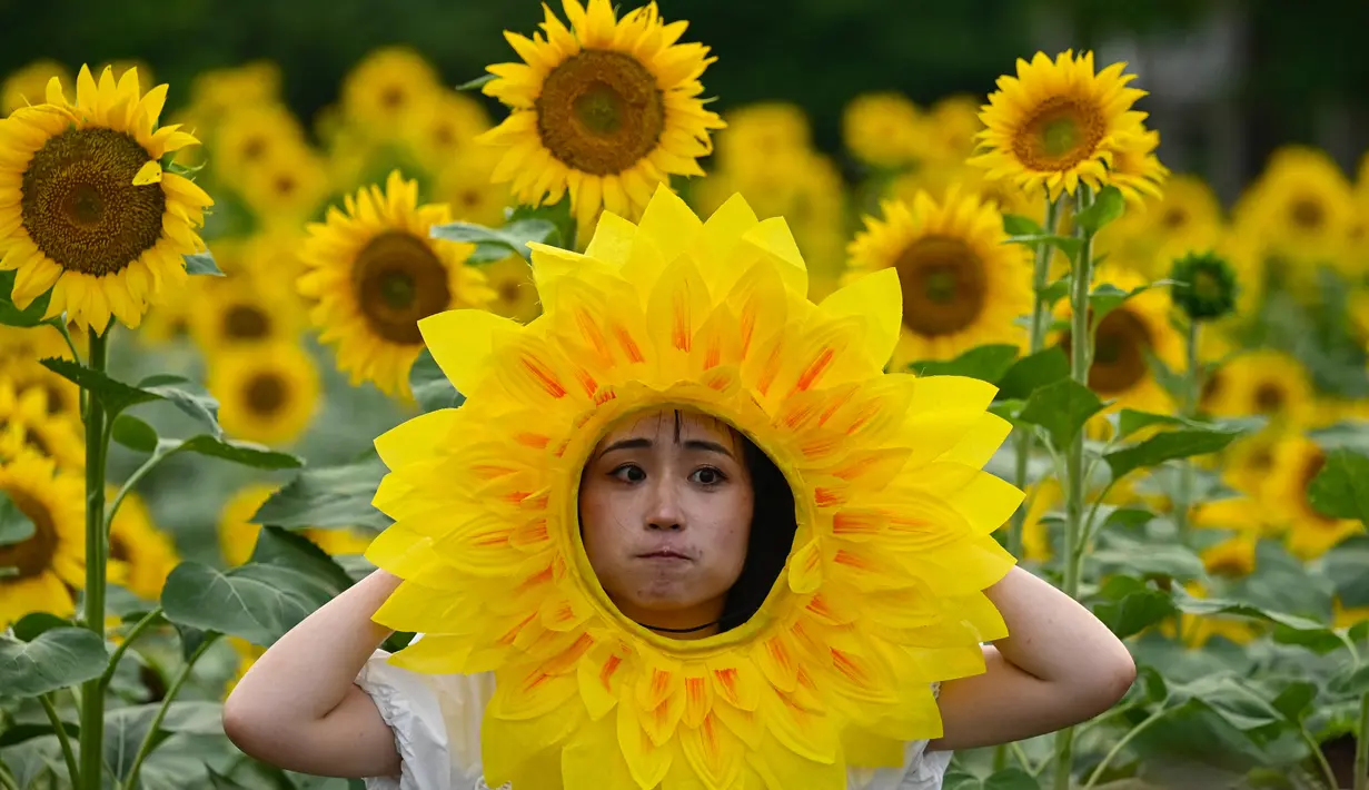 Seorang perempuan berpose dengan latar belakang ladang bungan matahari. (Photo by Jade Gao / AFP)