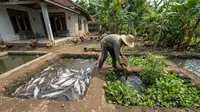 8 Jenis Ikan yang Cocok Dibudidayakan di Kolam Tanah dengan Perawatan Mudah