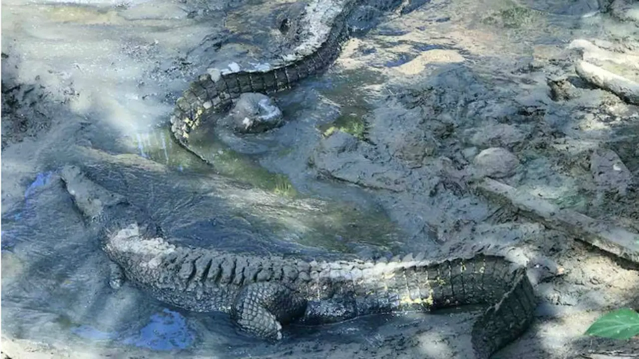 Ulah Buaya Mengamuk di Sungai Buton Utara