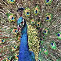 Kamu pernah tahu proses burung merak saat melebarkan ekornya? Lihat video ini. Dijamin kamu decak kagum!