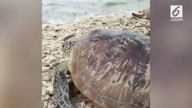 Akibat tsunami di Selat Sunda ribuan penyu terdampar dan sulit kembali ke habitatnya.