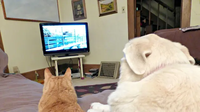 6 Tingkah Kucing Anteng Nonton TV Ini Lucu, Terlihat Menghayati