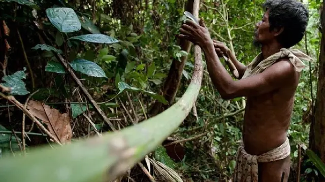 Orang Rimba Jambi