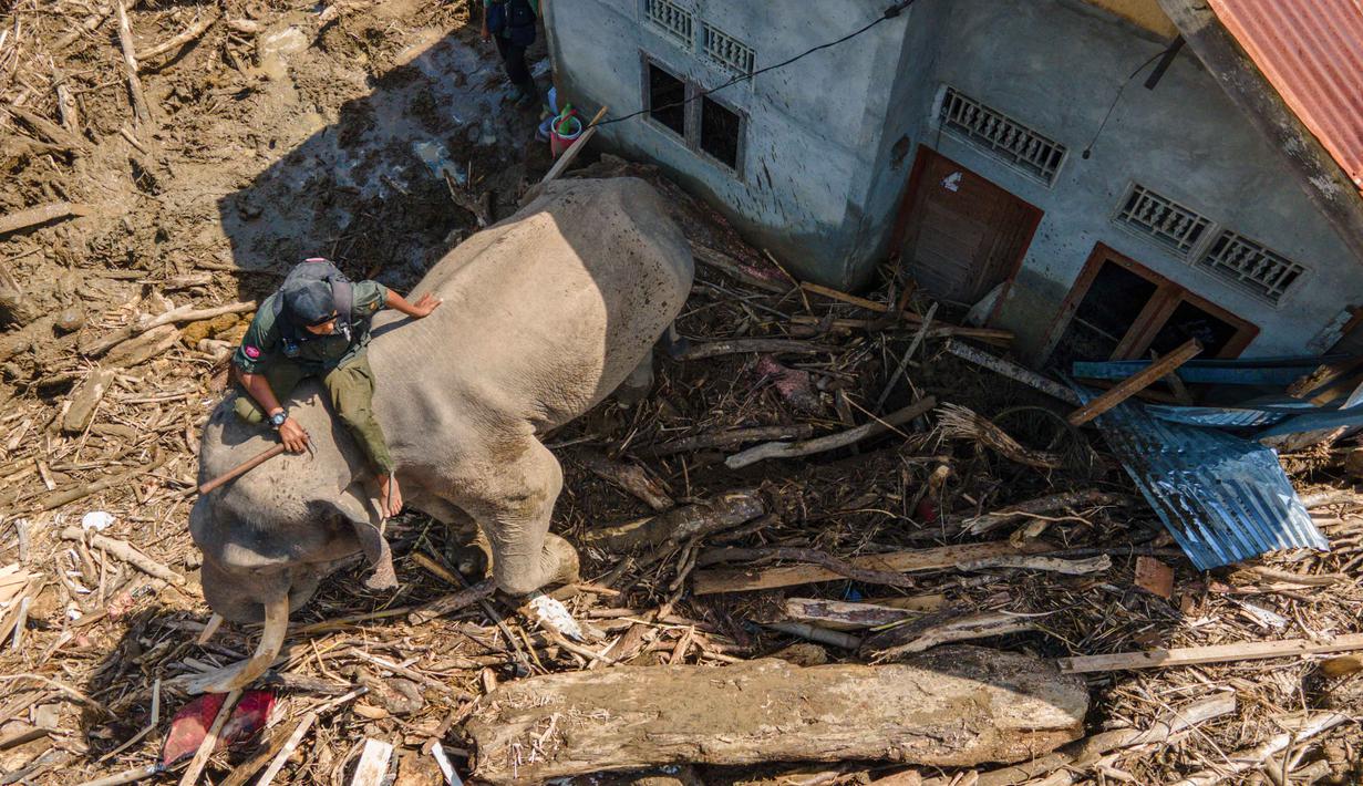 Curah hujan yang tinggi menyebabkan aliran Sungai Krueng Meureudu meluap membawa tumpukan material kayu gelondongan dan lumpur. Tampak dalam foto pandangan udara seekor gajah Sumatra yang membantu membersihkan puing-puing pohon setelah banjir bandang di Meureudu, Kabupaten Pidie Jaya, Provinsi Aceh pada Senin 8 Desember 2025. (CHAIDEER MAHYUDDIN/AFP)