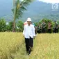 Presiden Jokowi berjalan di tengah sawah saat meninjau irigasi di Desa Waimital, Kecamatan Kairatu, Kabupaten Seram Bagian Barat (14/2). Program tersebut diharapkan Jokowi bisa meningkatkan daya beli masyarakat. (Liputan6.com/Pool/Biro Pers Setpres)