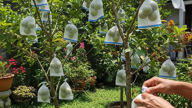 Cara Membuat Alat Berongsong Buah Tahan Hama
