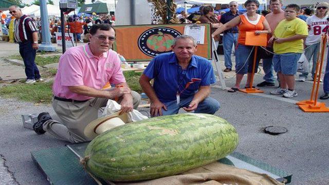 6 Foto Sayuran dan Buah Terbesar yang Pernah Tumbuh di ...