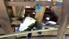 Ular piton dengan panjang 7 meter ditemukan warga Kecamatan Simboro, Kabupaten Mamuju, Sulawesi Barat sedang memakan kambing hamil.