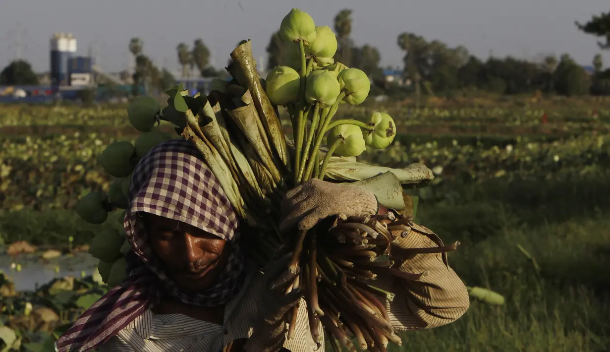 Seorang petani mengumpulkan bunga teratai di Desa Krasaing Chrum, pinggiran Phnom Penh, Kamboja, Kamis (22/7/2021). Bunga teratai tersebut selanjutnya dibawa ke pasar untuk dijual. (AP Photo/Heng Sinith)