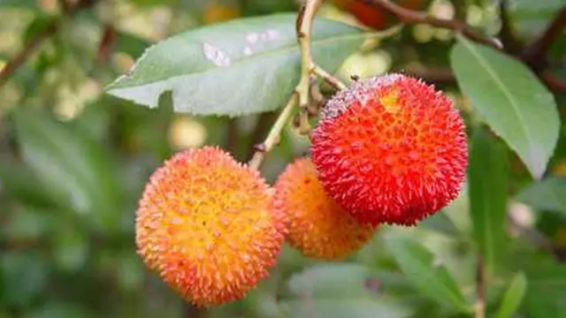 Foto: Copyright ListVerse.com