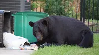 Seekor beruang terlihat masuk ke pemukiman warga untuk mencari makanan dari tempat sampah (facebook/dustin)