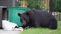 Miris, Sebelum Hibernasi Beruang Ini Terpaksa Makan Sampah