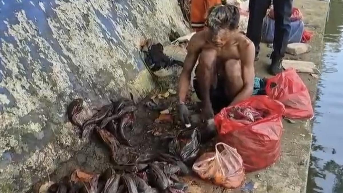 Kasatpol PP Sawah Besar Ungkap Penjualan Daging Sapu-sapu ke Pengepul untuk Bahan Siomai