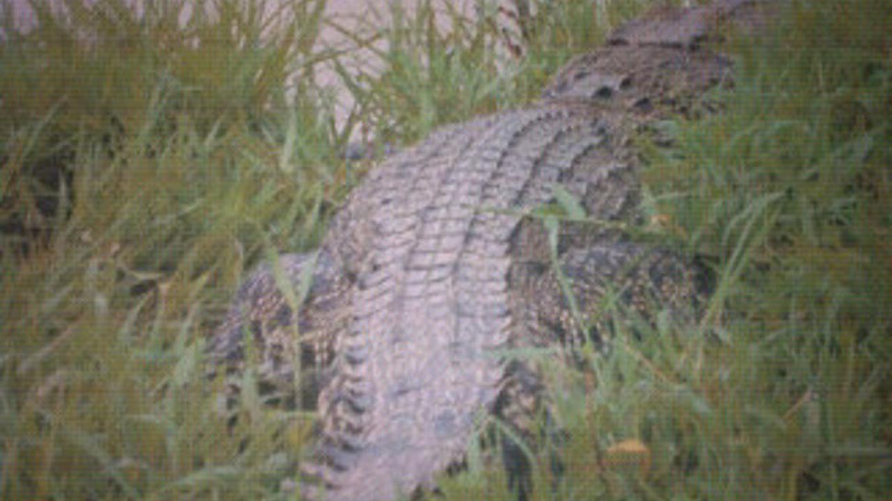 Dipancing Ayam, 4 Buaya Muncul di Sungai Ijo