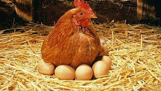 Lihat Ayam Bertelur Bikin Kamu Ingat Perjuangan Ibu Melahirkan