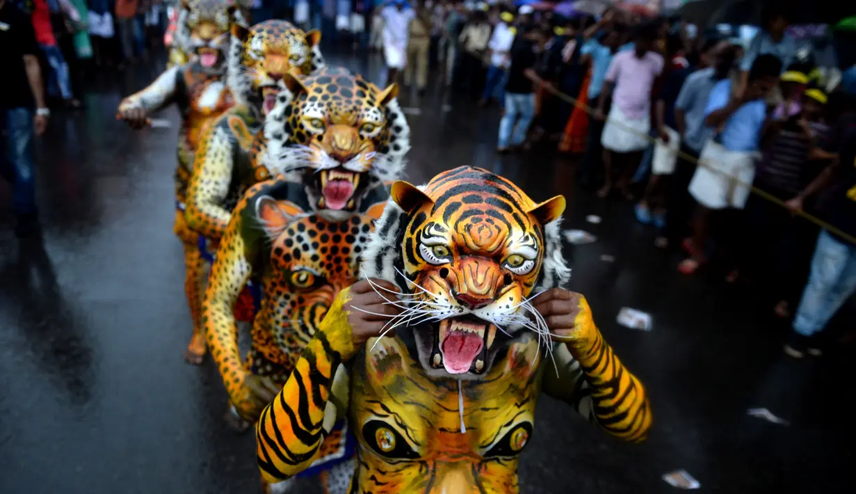 Sejumlah peserta dengan tubuh dilukis seperti harimau saat ambil bagian dalam 'Pulikali', atau tarian harimau, di Thrissur, India (7/9). Acara kesenian rakyat ini diadakan setiap tahun di kota selama festival 'Onam'. (AFP Photo/Arun Sankar)