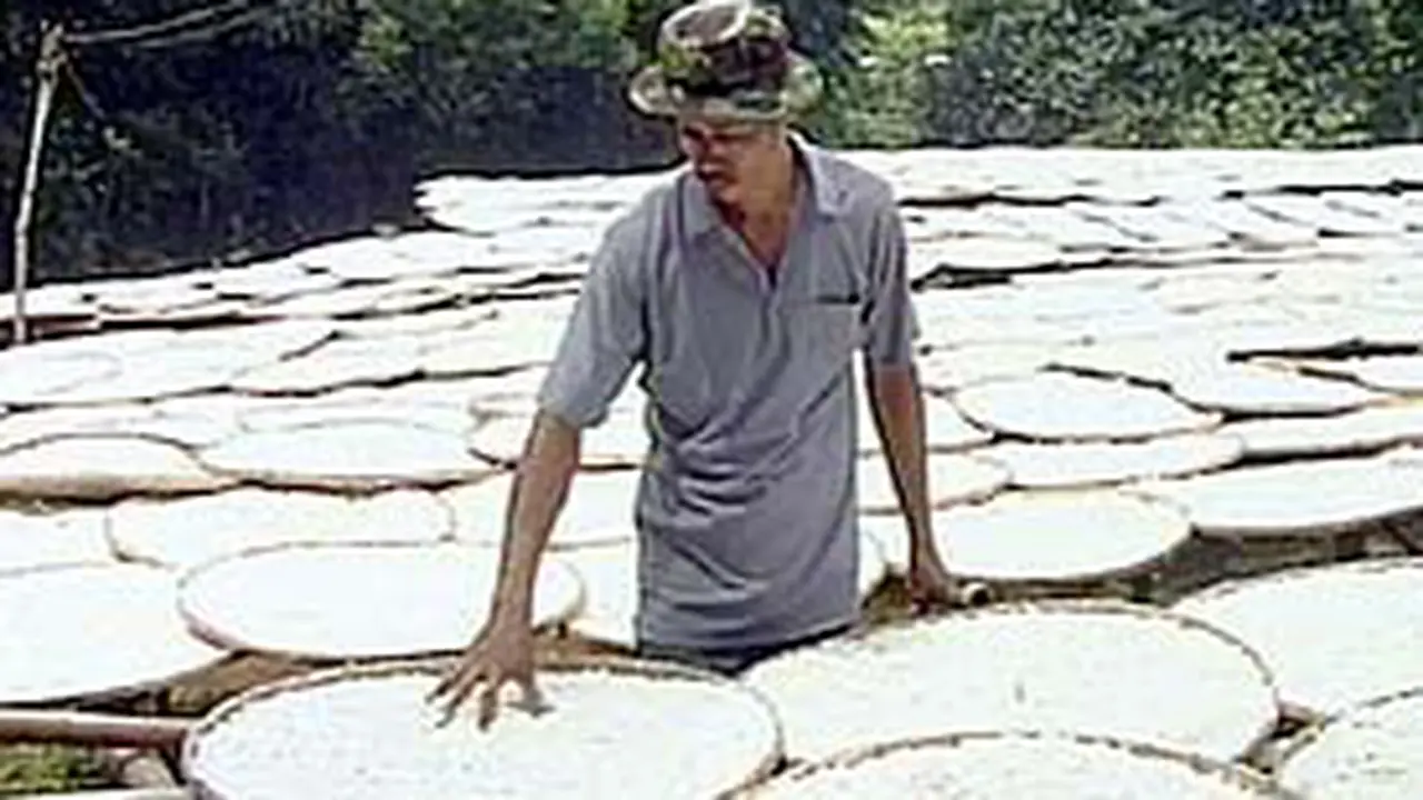 Tepung Sagu Rofiq yang Berbahan Pohon Kirai