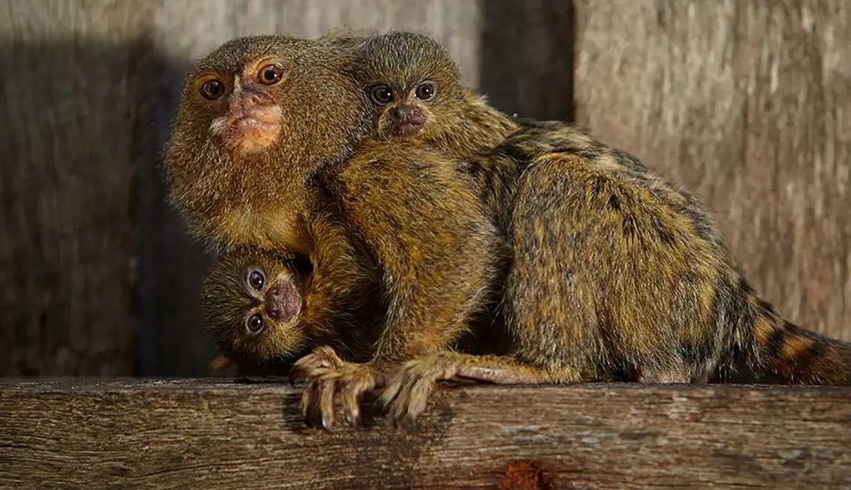 Seekor bayi Marmoet berusia empat minggu bertemu kembali dengan induk dan anggota keluarga yang telah hilang dari taman satwa liar di Taman Margasatawa Symbio. (AFP PHOTO/SYMBIO MARGASATWA PARK/MICK Maric)