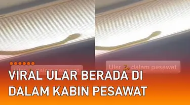 Seorang penumpang pesawat merekam detik-detik seekor ular bergerak di dalam kabin pesawat viral di media sosial.