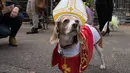 Seekor anjing berpakaian seperti pendeta selama mengikuti Parade anjing Halloween di New York, USA, Sabtu (24/10/2015). Puluhan Anjing dari berbagai ras ikut dalam parade ini. (REUTERS/Keith Stephanie)