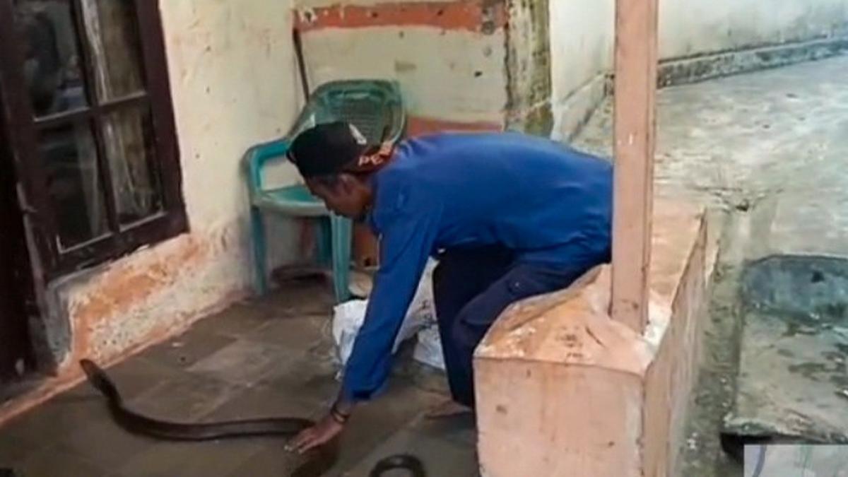 Di Mana Tempat Sekitar Rumah yang Disukai Ular? Waspadai Titik-Titik Ini agar Keluarga Tetap Aman