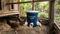 Cara Membuat Tempat Pakan Ayam Anti Tumpah dari Ember Bekas, Ini 6 Langkah Mudahnya