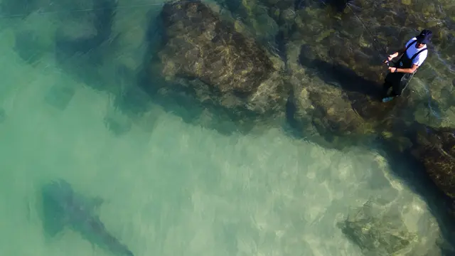 Kawanan Hiu Bermunculan di Pantai Israel