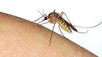Nyamuk culex /Source&nbsp;mosquito.buzz