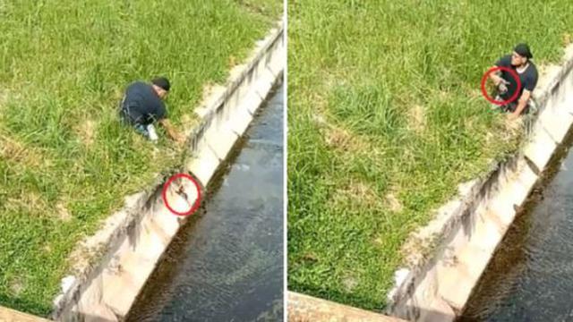 840+ Kursi Roda Kucing HD Terbaik