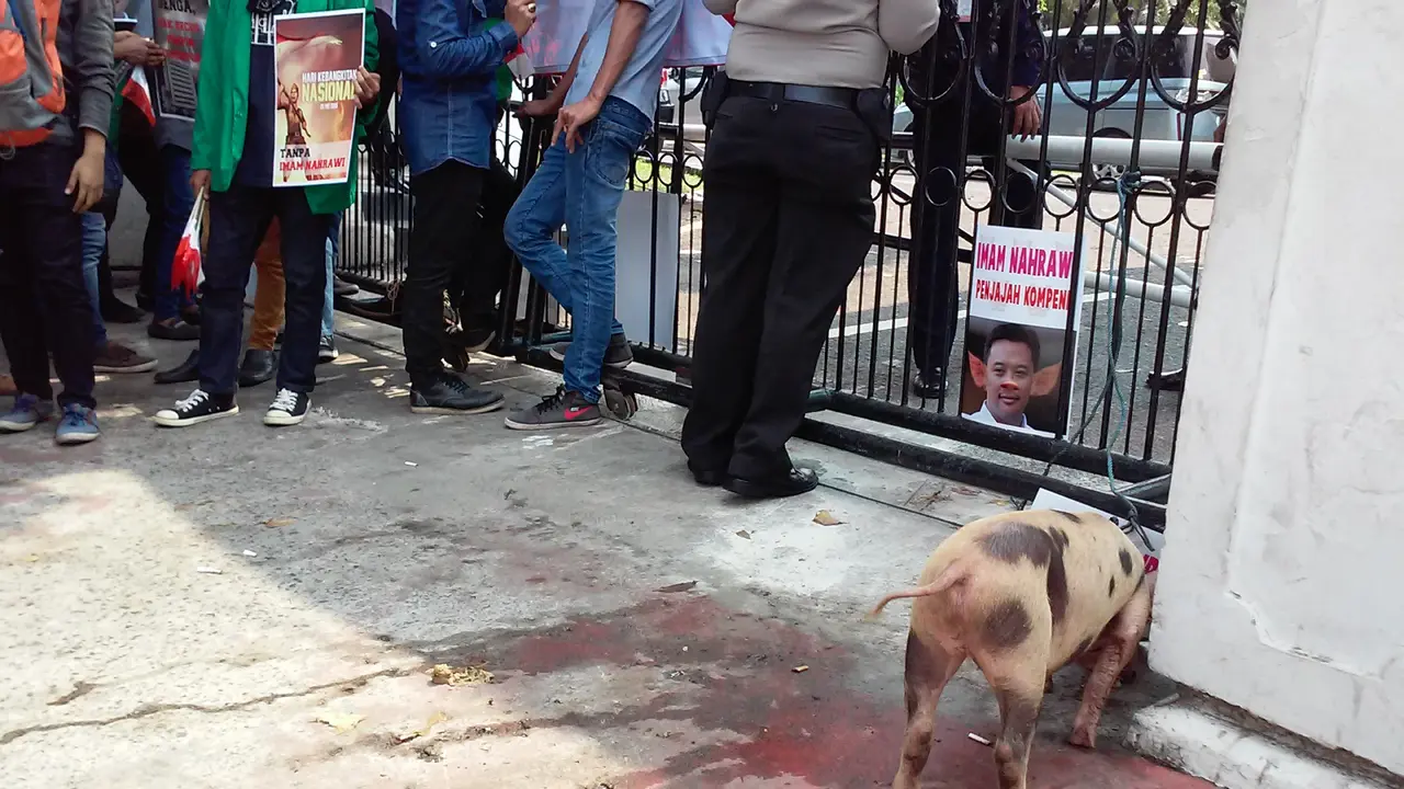 Kecewa,Pendemo Giring Seekor Babi Masuk Kemenpora